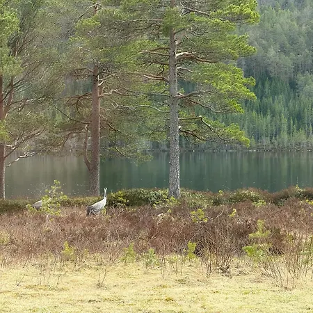 Storliholmen With 170m Freshwater Line And Trout Fishing Rights